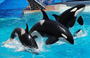 SeaWorld