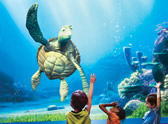 Turtle Talk with Crush Turtle Talk with Crush